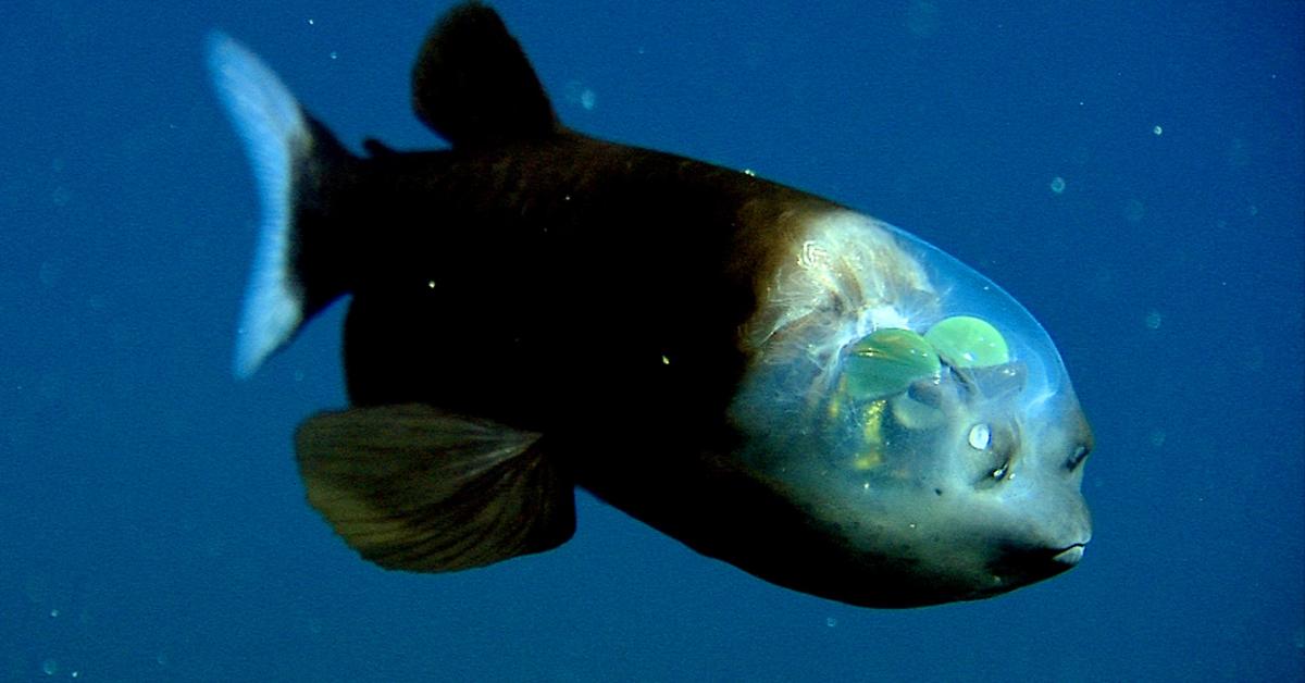 Stunning image of the Barreleye Fish (Macropinna microstoma), a wonder in the animal kingdom.