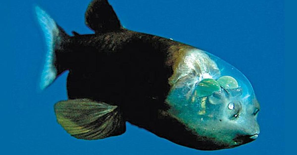 Close-up view of the Barreleye Fish, known as Ikan Barreleye in Indonesian.