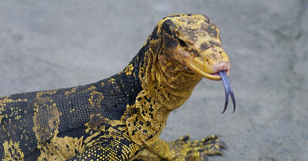 Visual of Black Dragon Lizard, or Kadal Naga Hitam in Indonesian, showcasing its beauty.