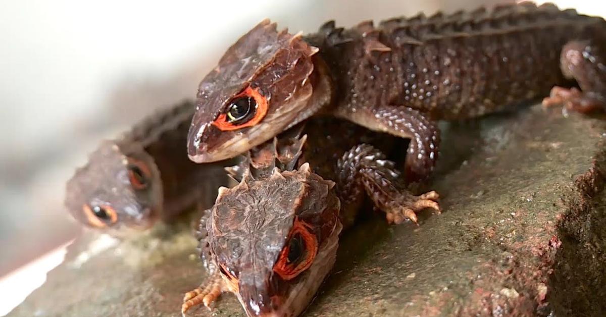 Image of the Black Dragon Lizard (Varanus salvator macromaculatus), popular in Indonesia as Kadal Naga Hitam.