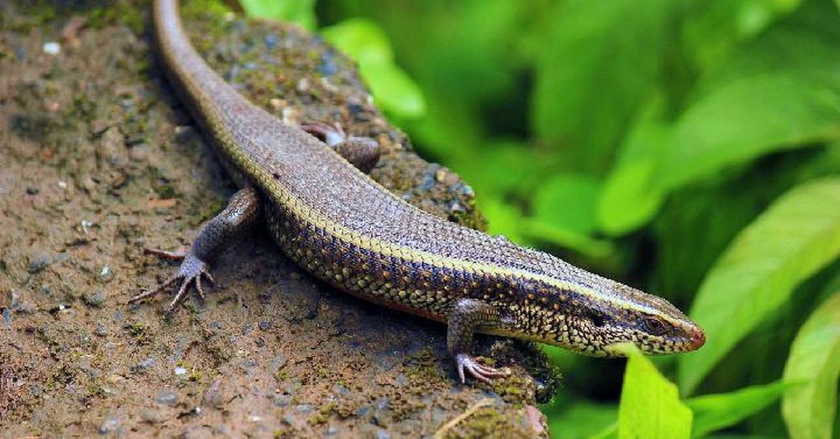 Captivating view of the Black Dragon Lizard, known in Bahasa Indonesia as Kadal Naga Hitam.