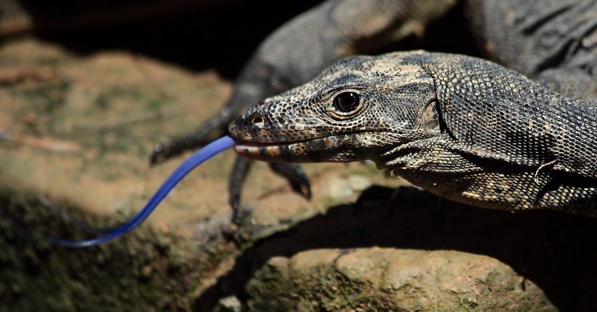 Close encounter with the Black Dragon Lizard, scientifically called Varanus salvator macromaculatus.