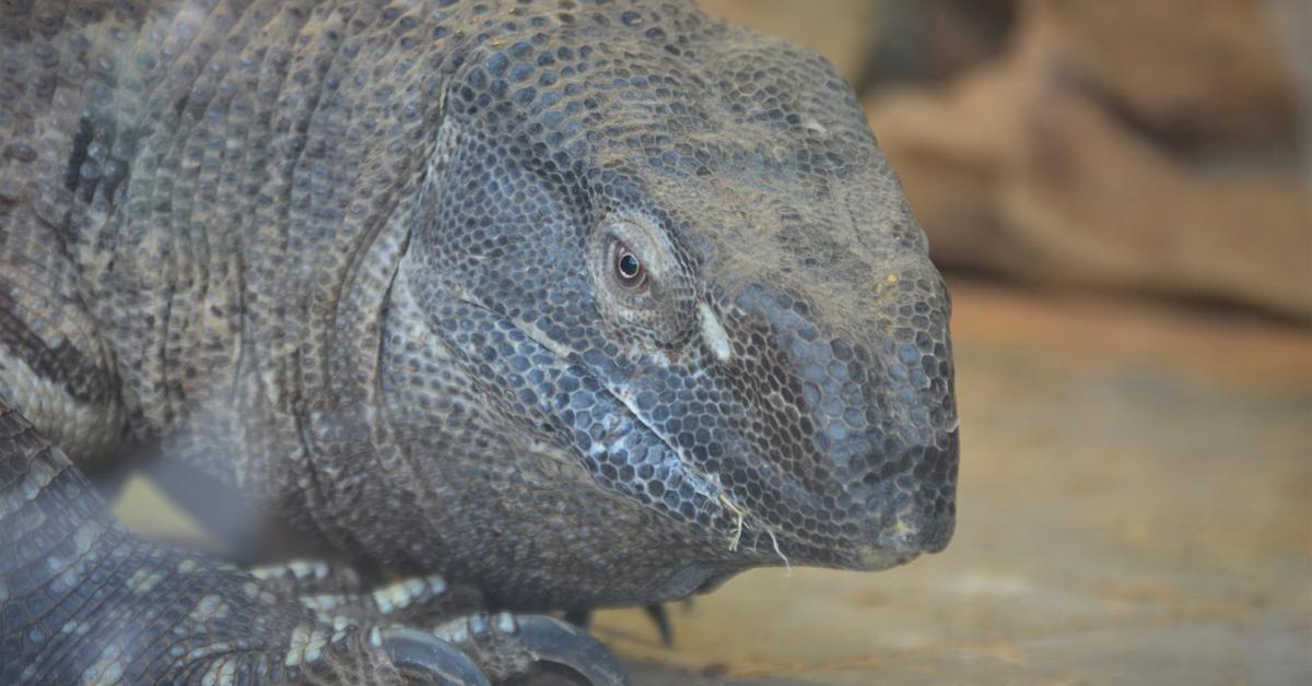 The alluring Black Throat Monitor, commonly referred to as Monitor Tenggorokan Hitam in Bahasa Indonesia.