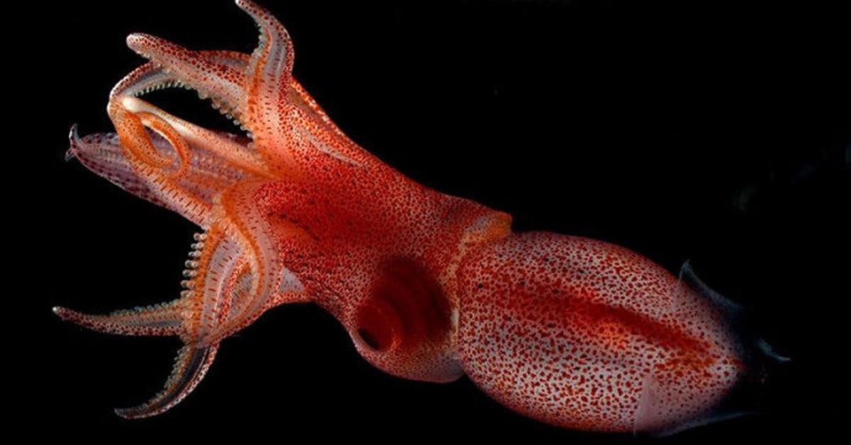 Elegant portrayal of the Bigfin Reef Squid, also known as Sepioteuthis lessoniana.