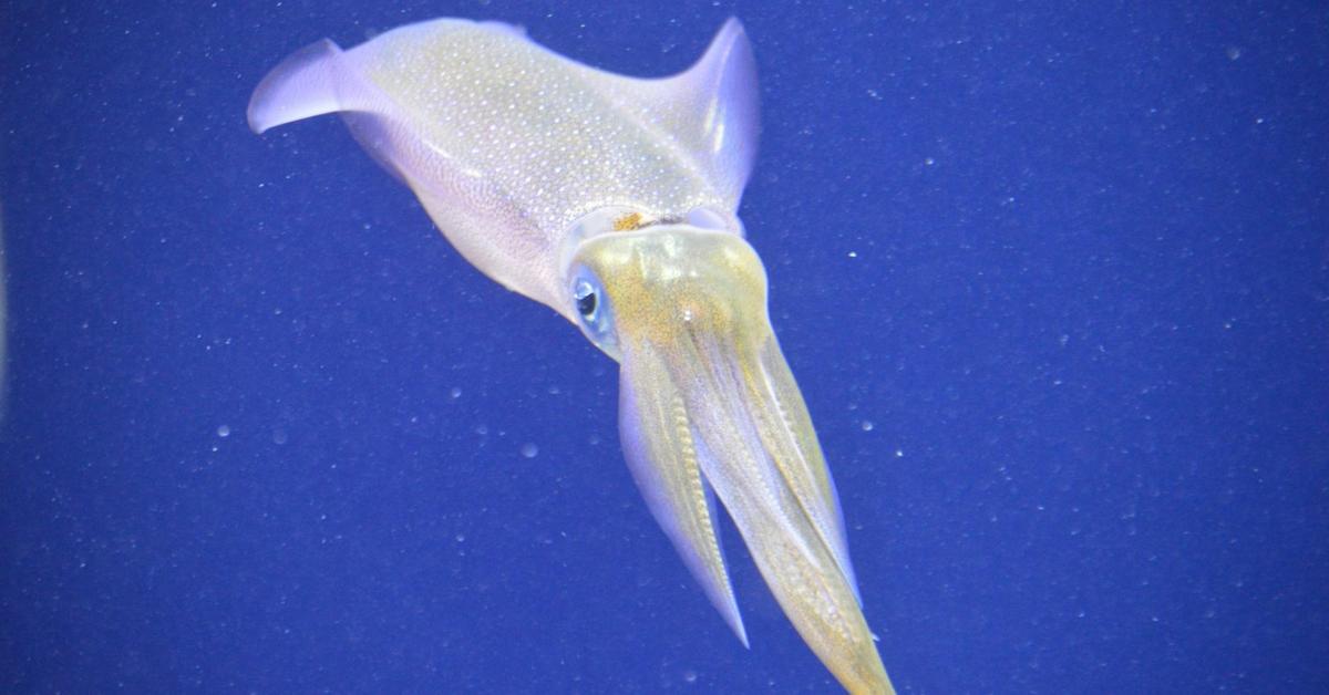 Captivating shot of the Bigfin Reef Squid, or Cumi-Cumi Terumbu Besar in Bahasa Indonesia.