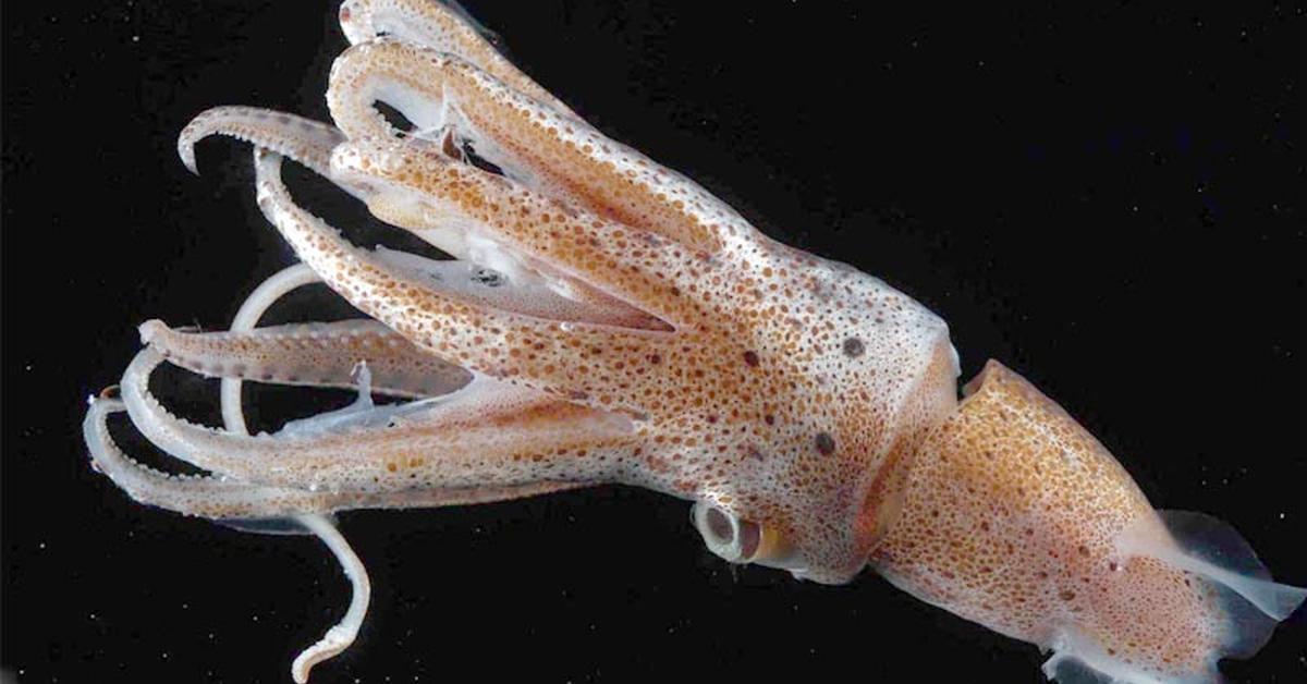 Glimpse of the Bigfin Reef Squid, known in the scientific community as Sepioteuthis lessoniana.