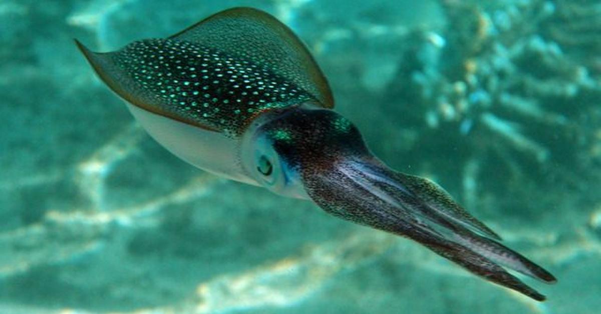 Striking appearance of the Bigfin Reef Squid, known in scientific circles as Sepioteuthis lessoniana.