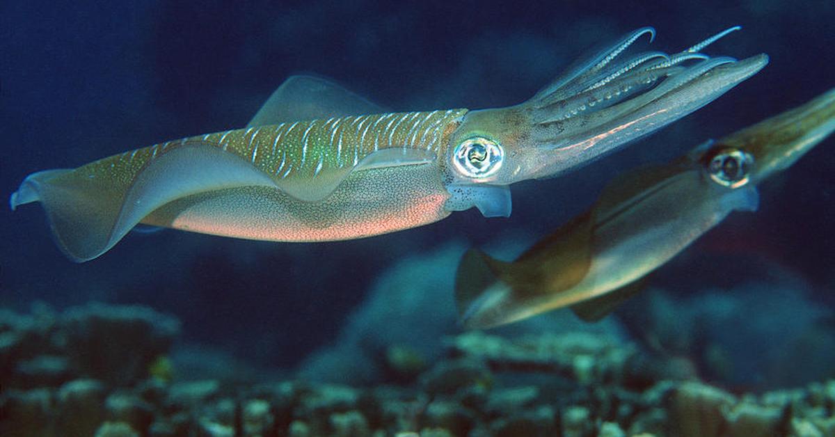 A beautiful representation of the Bigfin Reef Squid, scientifically Sepioteuthis lessoniana.