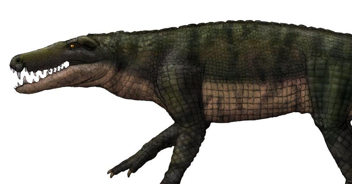 Captured beauty of the Barinasuchus, or Barinosuchus arveloi in the scientific world.