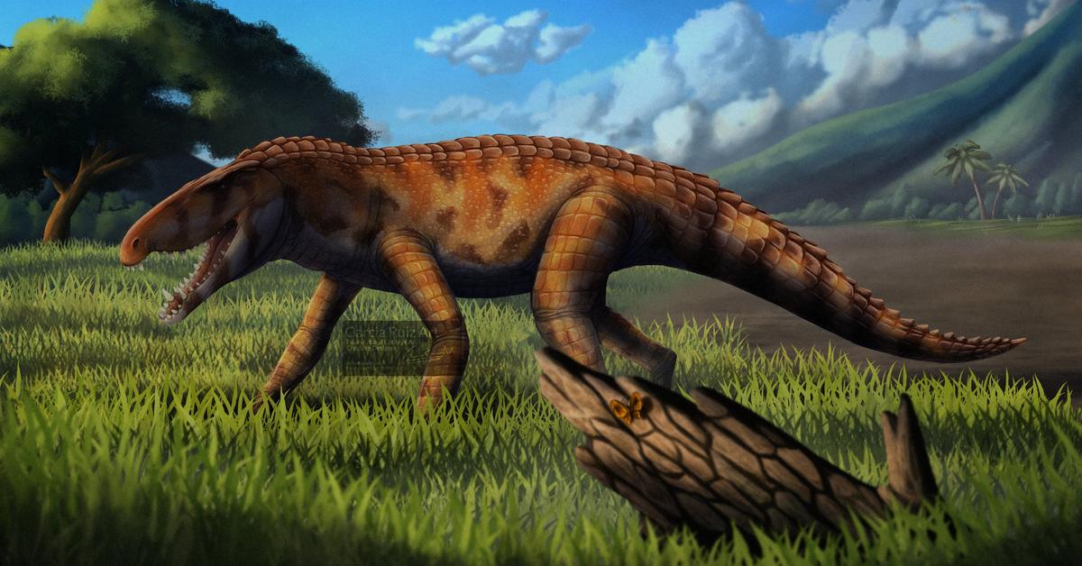 The Barinasuchus, a beautiful species also known as Barinasuchus in Bahasa Indonesia.