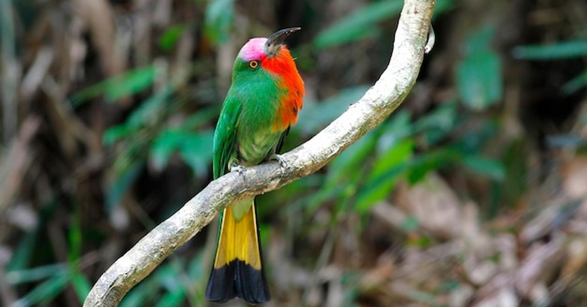 Captured beauty of the Bee-Eater, or Nyctyornis amictus in the scientific world.