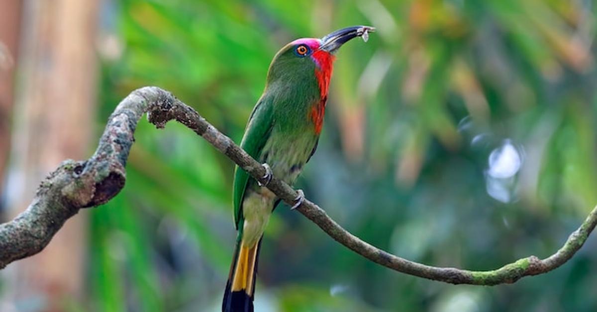 Visual of Bee-Eater, or Pemakan Lebah in Indonesian, showcasing its beauty.