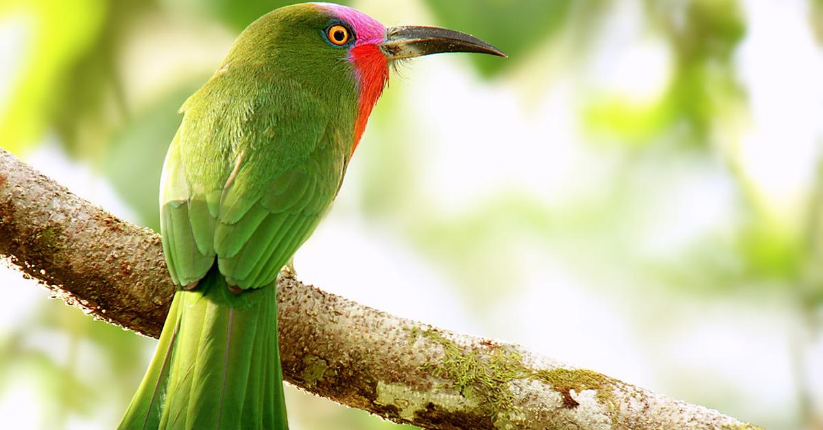 The elegant Bee-Eater (Nyctyornis amictus), a marvel of nature.