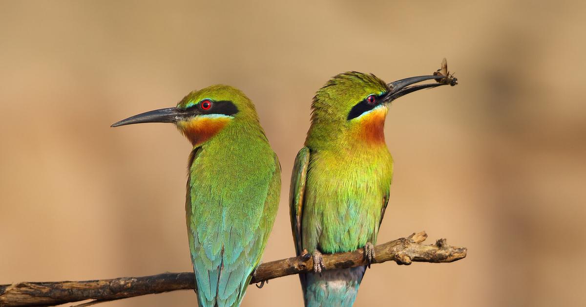 Visual representation of the Bee-Eater, recognized in Indonesia as Pemakan Lebah.