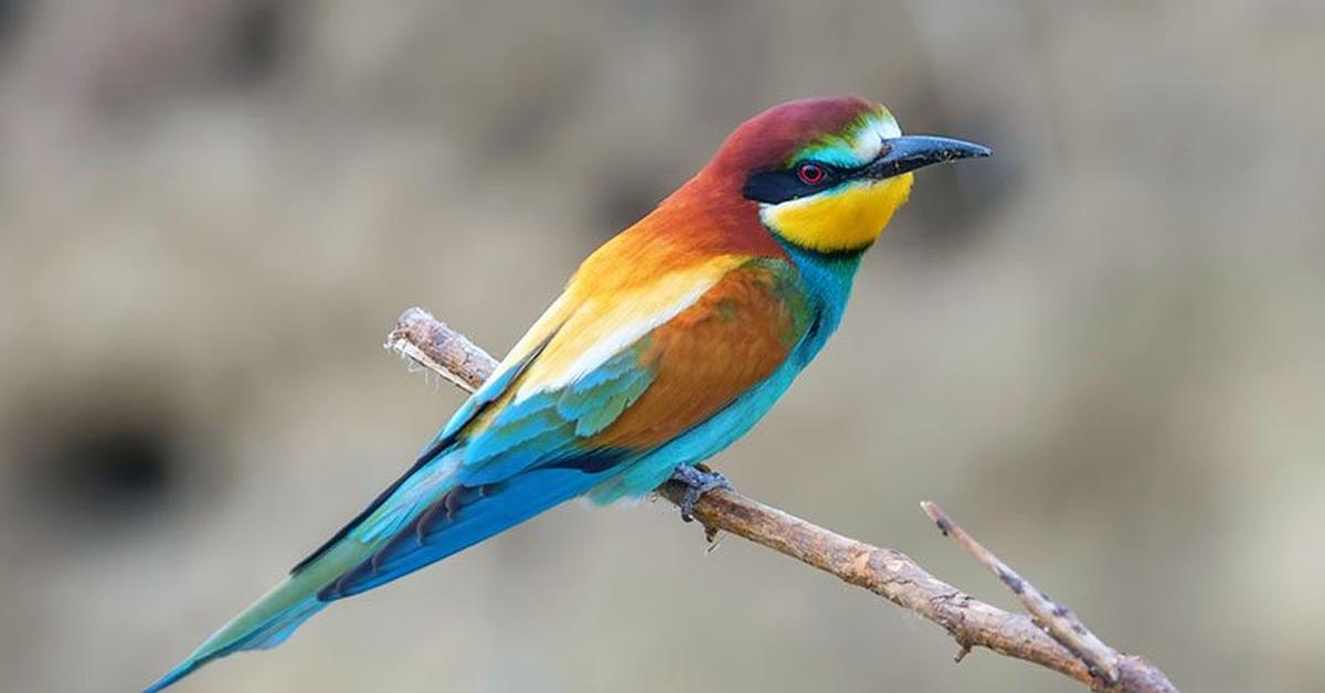 Unique portrayal of the Bee-Eater, also called Pemakan Lebah in Bahasa Indonesia.