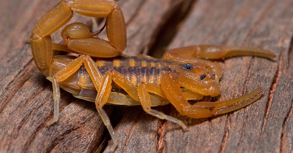 Stunning depiction of Bark Scorpion, also referred to as Centruroides Sculpturatus.