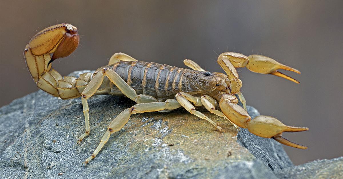 Captured beauty of the Bark Scorpion, or Centruroides Sculpturatus in the scientific world.