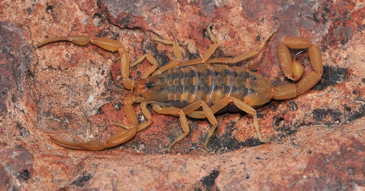 Captured elegance of the Bark Scorpion, known in Indonesia as Kalajengking Kulit Kayu.