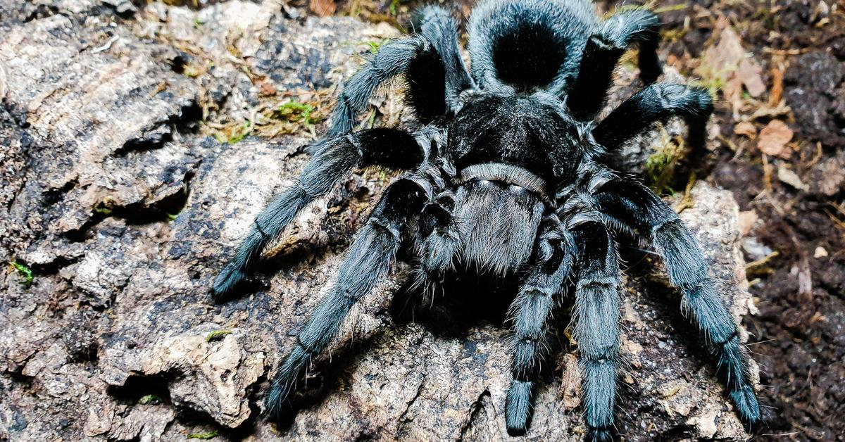 Captured moment of the Brazilian Black Tarantula, in Indonesia known as Tarantula Hitam Brasil.