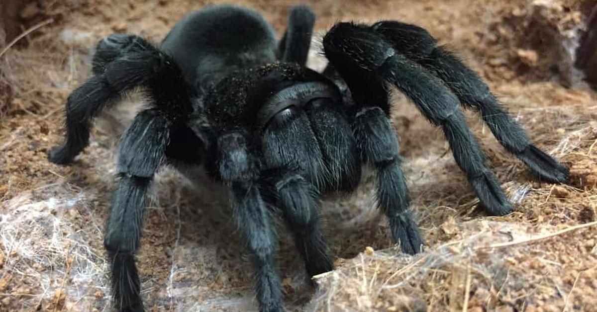 Glimpse of the Brazilian Black Tarantula, known in the scientific community as Grammostola pulchra.