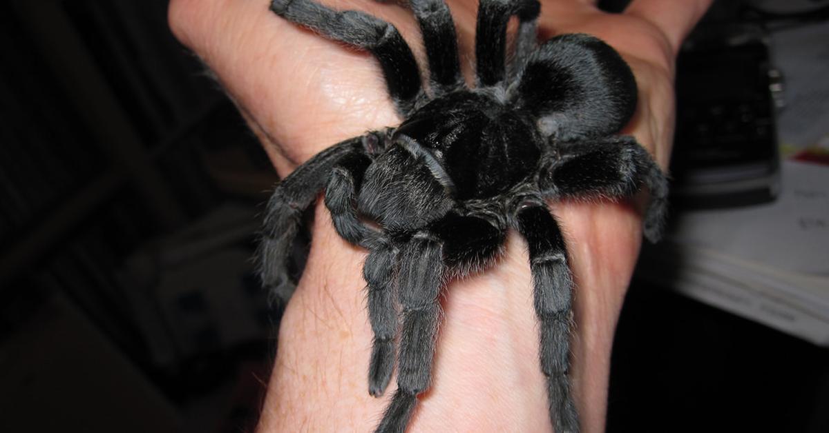 Captured moment of the Brazilian Black Tarantula, in Indonesia known as Tarantula Hitam Brasil.