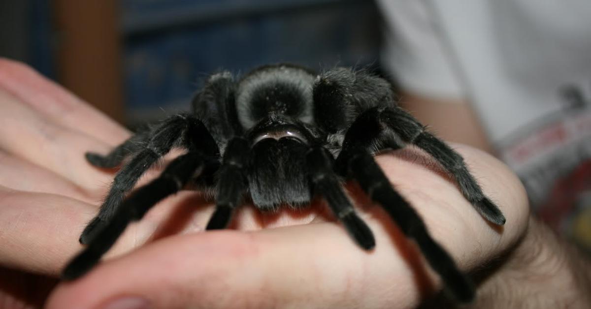 Enchanting Black Tarantula, a species scientifically known as Grammostola pulchra.