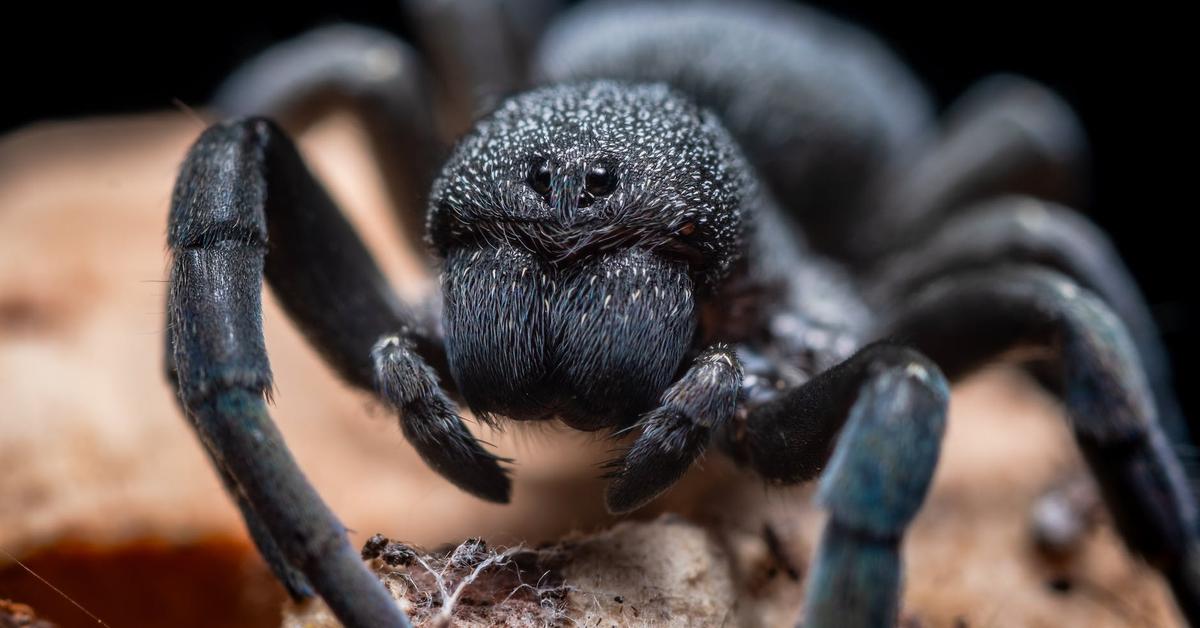 Graceful Black Tarantula, a creature with the scientific name Grammostola pulchra.