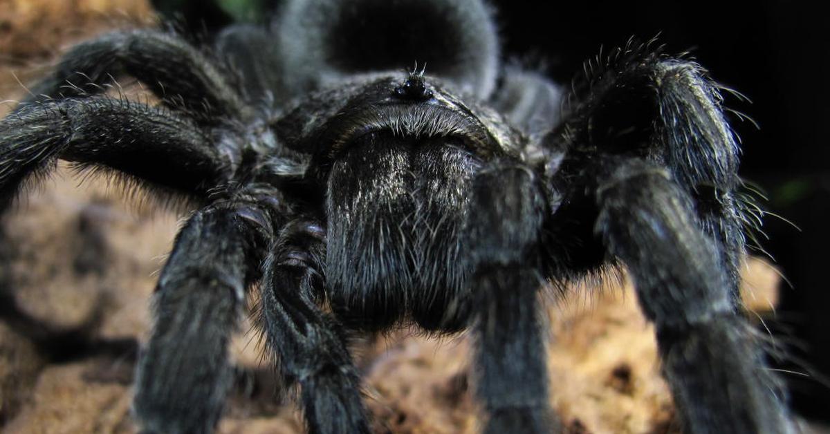 Insightful look at the Black Tarantula, known to Indonesians as Tarantula Hitam.