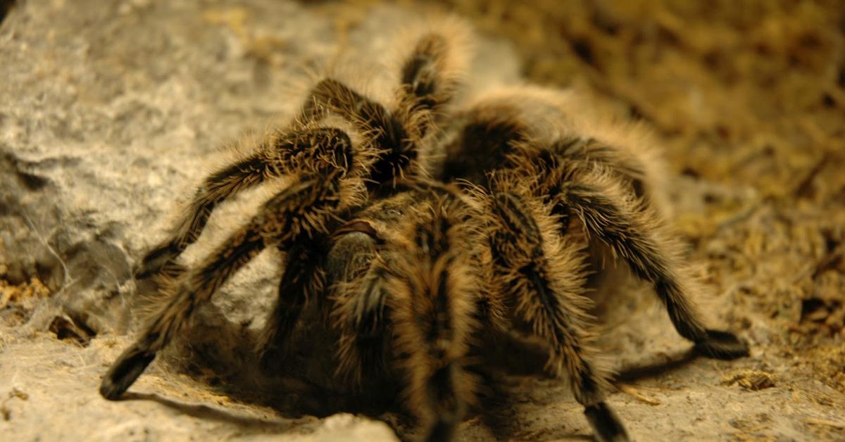 Visual of Black Tarantula, or Tarantula Hitam in Indonesian, showcasing its beauty.