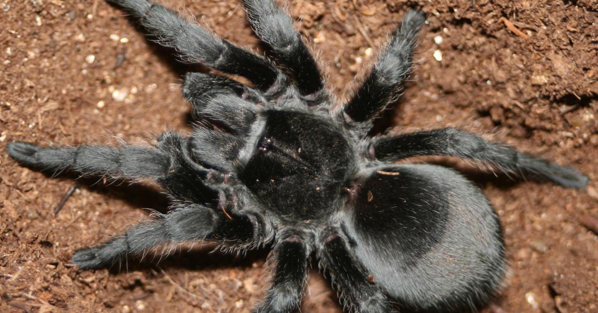 Exquisite image of Black Tarantula, in Indonesia known as Tarantula Hitam.