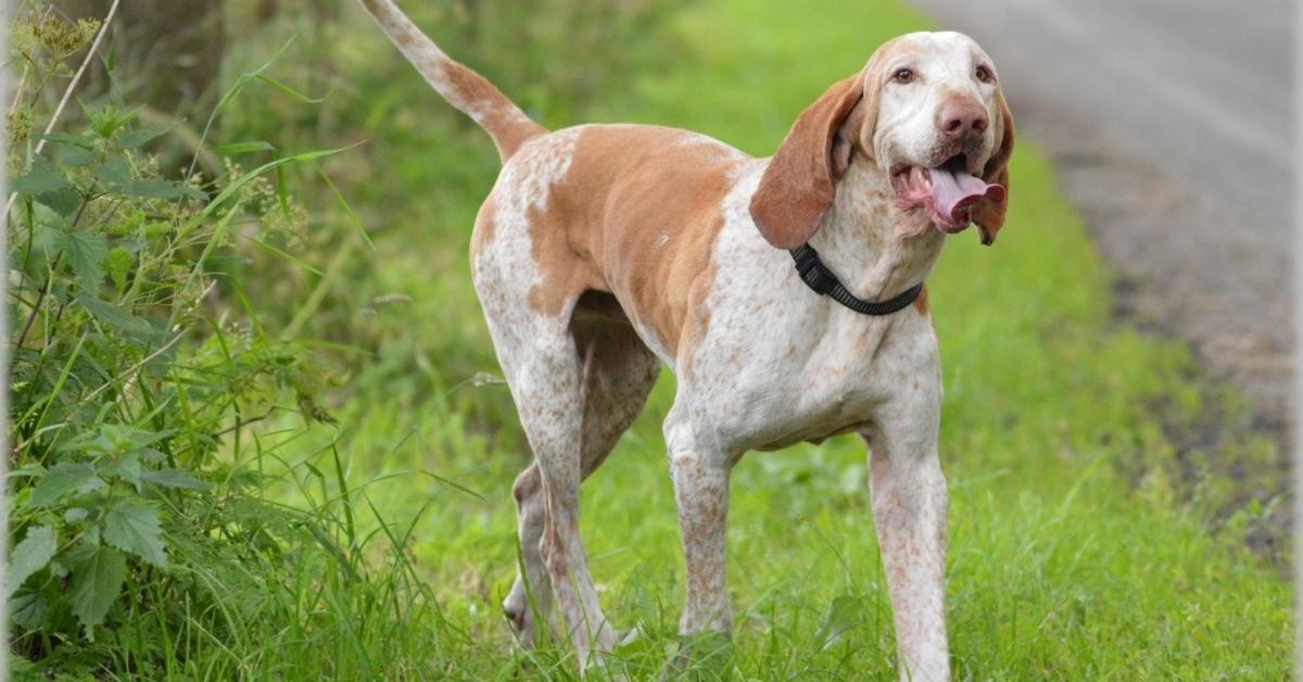 Natural elegance of the Bracco Italiano, scientifically termed Canis lupus.