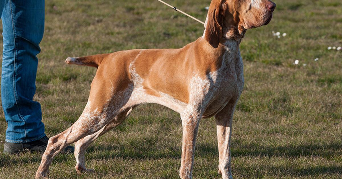 Captivating shot of the Bracco Italiano, or Anjing Bracco Italiano in Bahasa Indonesia.