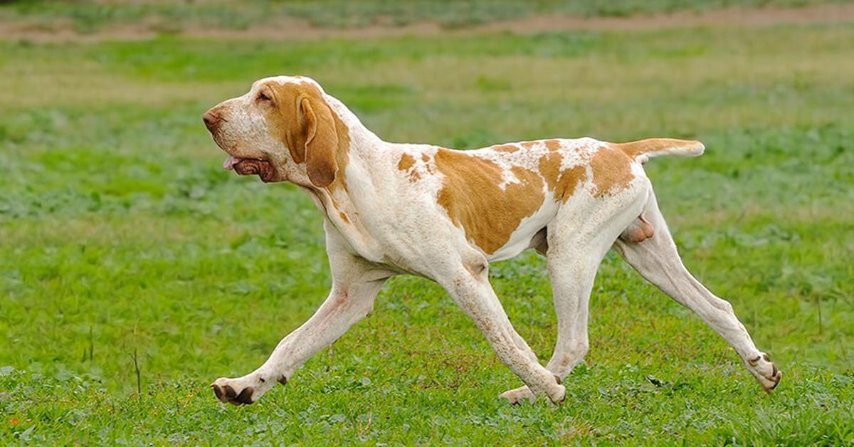 The Bracco Italiano, a species known as Canis lupus, in its natural splendor.