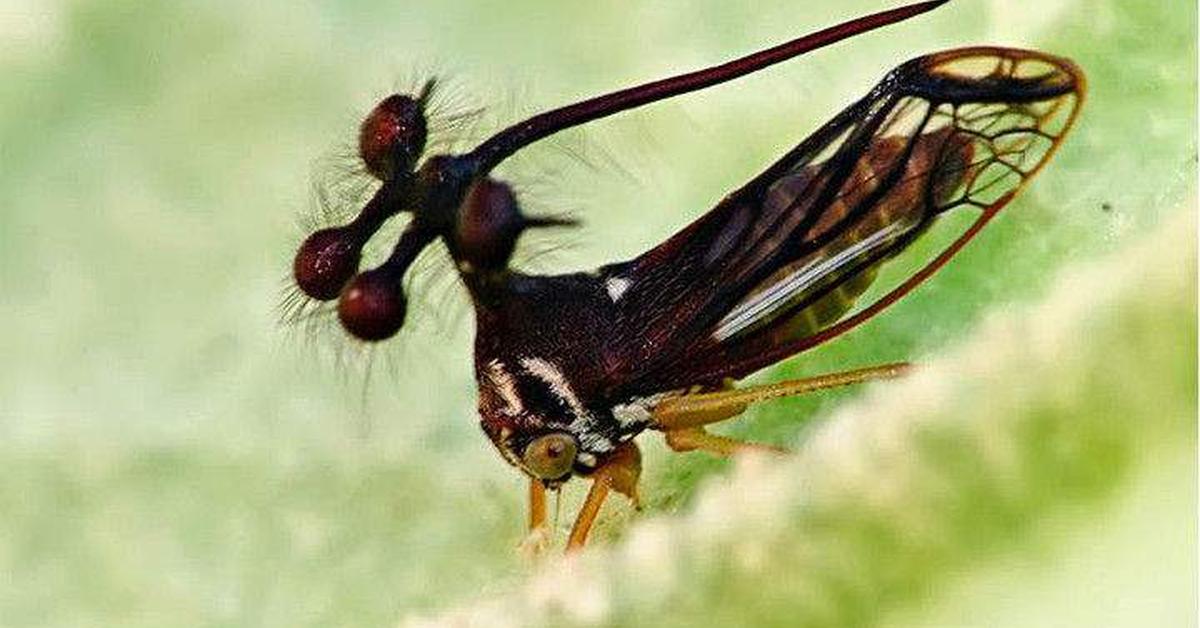 A look at the Brazilian Treehopper, also recognized as Belalang Pohon Brasil in Indonesian culture.