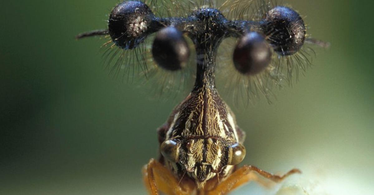 Exquisite image of Brazilian Treehopper, in Indonesia known as Belalang Pohon Brasil.