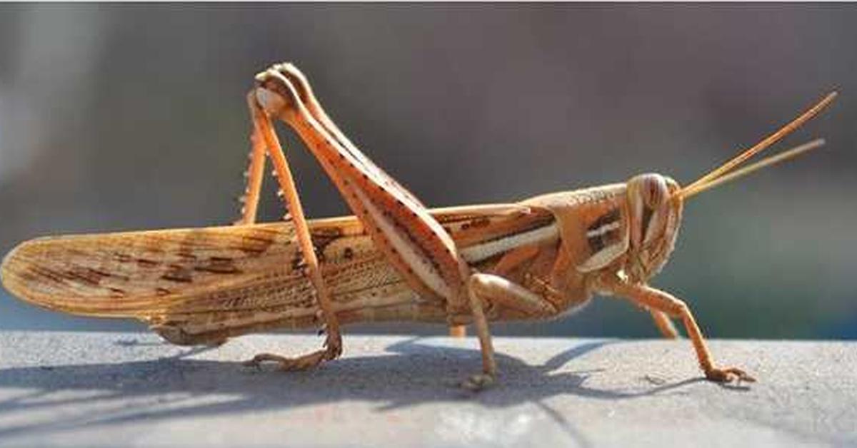 Captivating shot of the Brazilian Treehopper, or Belalang Pohon Brasil in Bahasa Indonesia.