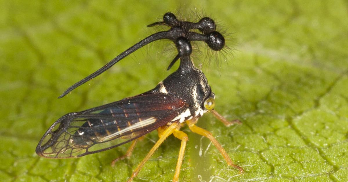 The alluring Brazilian Treehopper, commonly referred to as Belalang Pohon Brasil in Bahasa Indonesia.