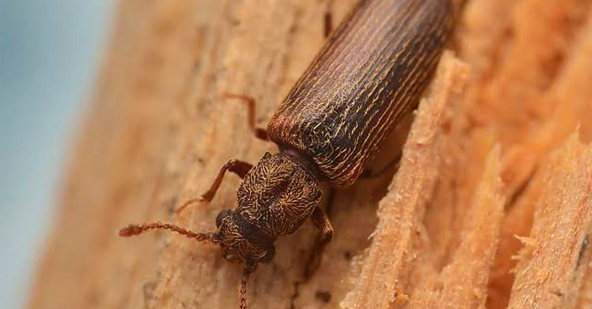 Detailed shot of the Bark Beetle, or Scolytinae, in its natural setting.