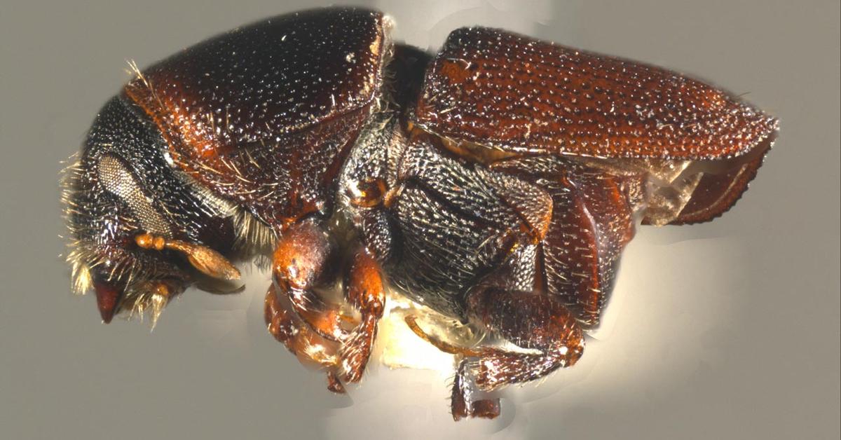 The majestic Bark Beetle, also called Kumbang Kulit Kayu in Indonesia, in its glory.