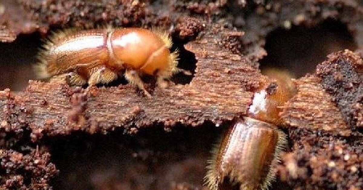 Captivating shot of the Bark Beetle, or Kumbang Kulit Kayu in Bahasa Indonesia.