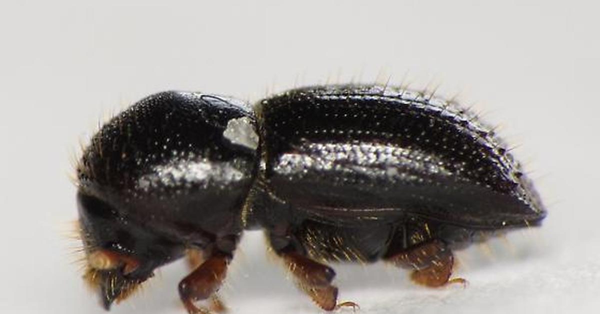 Vivid image of the Bark Beetle, or Kumbang Kulit Kayu in Indonesian context.