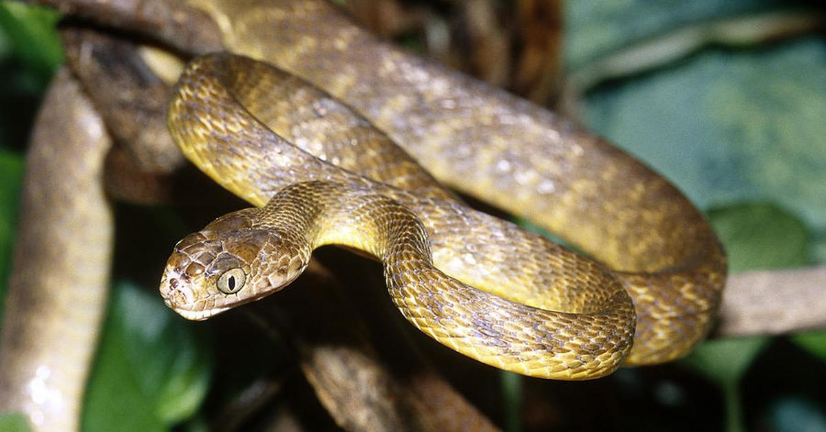 Stunning depiction of Brown Tree Snake, also referred to as Boiga irregularis.