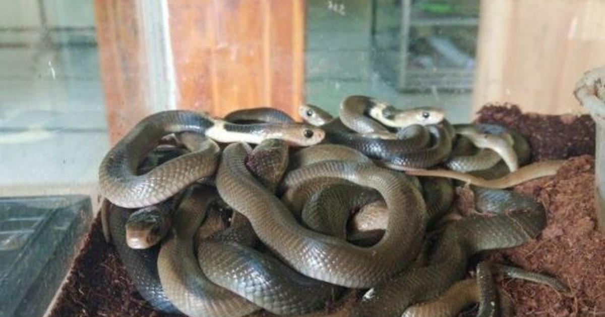 Striking appearance of the Brown Tree Snake, known in scientific circles as Boiga irregularis.