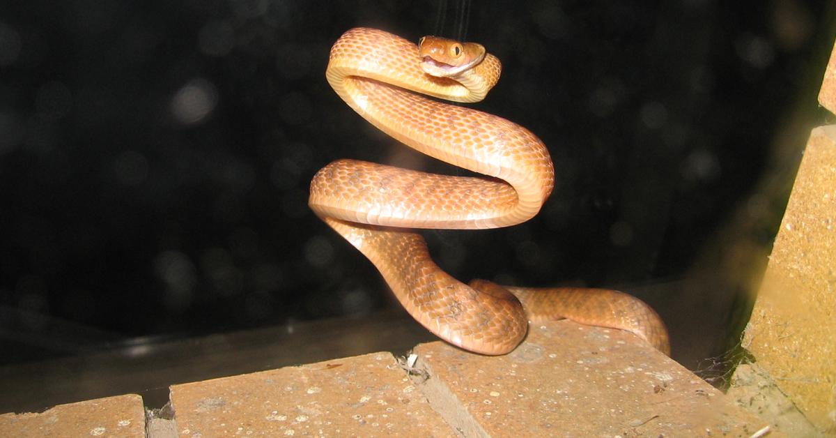 Iconic view of the Brown Tree Snake, or Boiga irregularis, in its habitat.