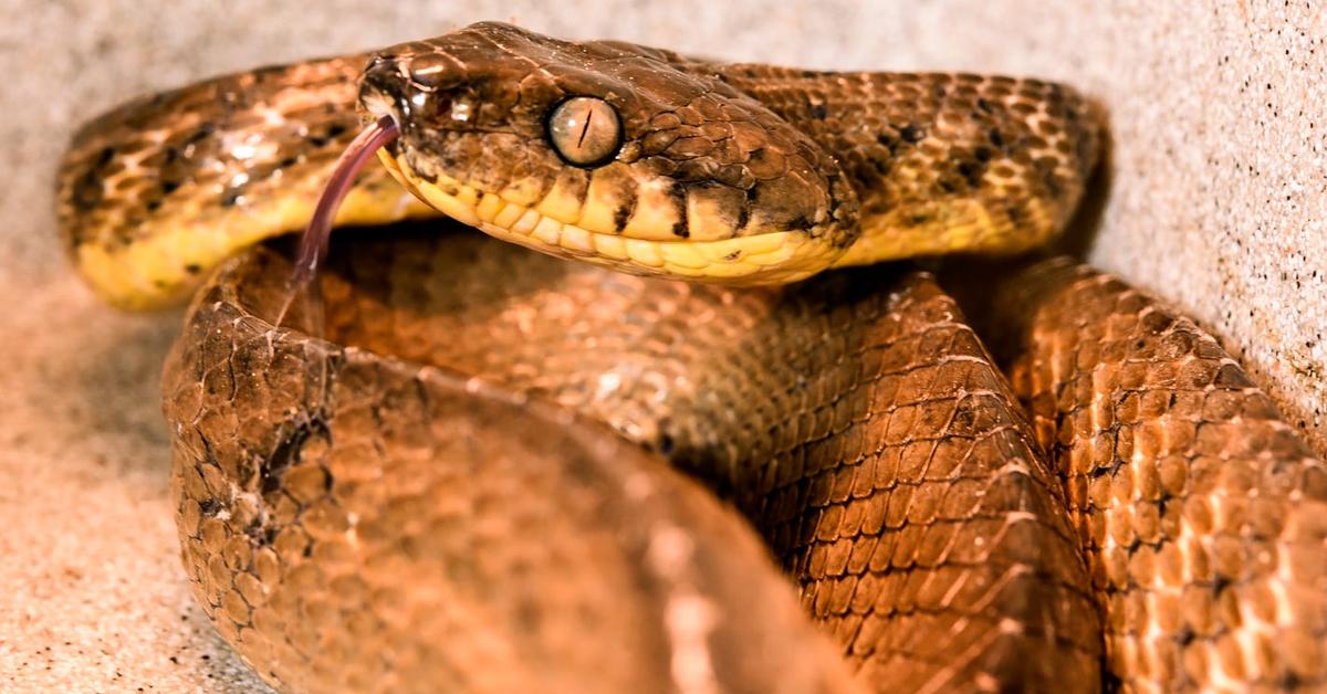 Photogenic Brown Tree Snake, scientifically referred to as Boiga irregularis.