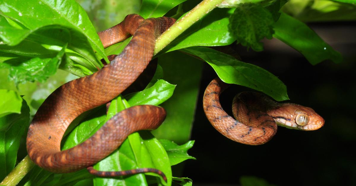 Captured moment of the Brown Tree Snake, in Indonesia known as Ular Pohon Coklat.