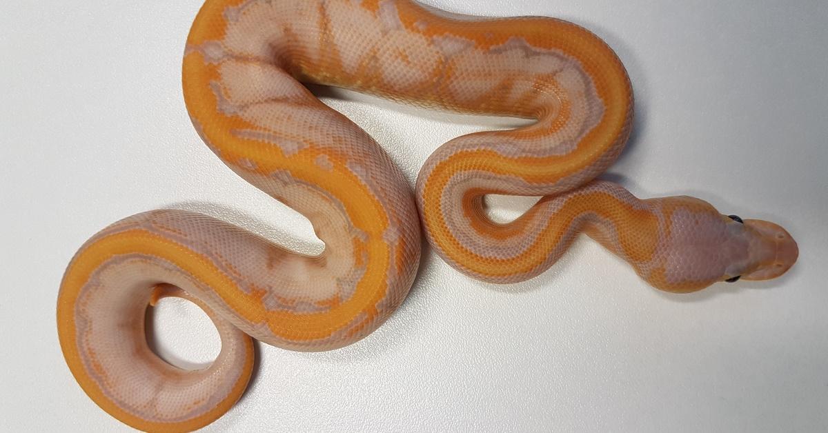 The elegant Banana Cinnamon Ball Python (Python Regius), a marvel of nature.