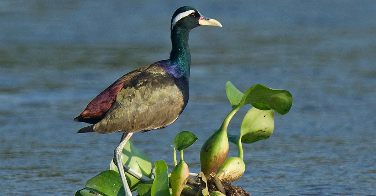 The Bronze-Winged Jacana, an example of M. indicus, in its natural environment.