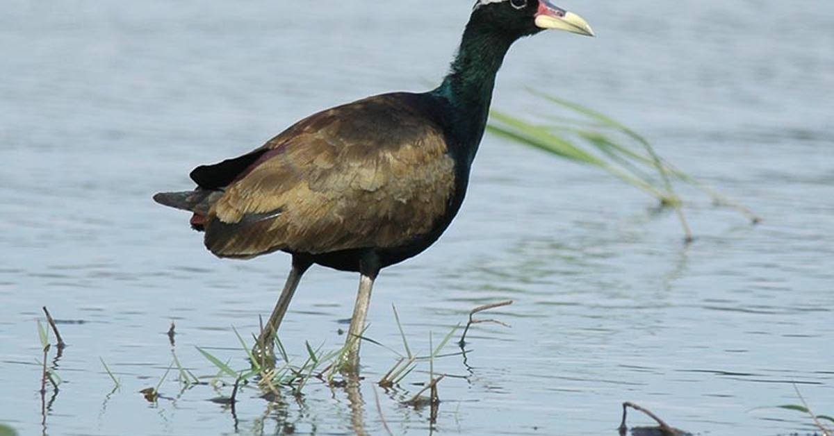 Vibrant snapshot of the Bronze-Winged Jacana, commonly referred to as Burung Cerek Batu Berdada Perunggu in Indonesia.