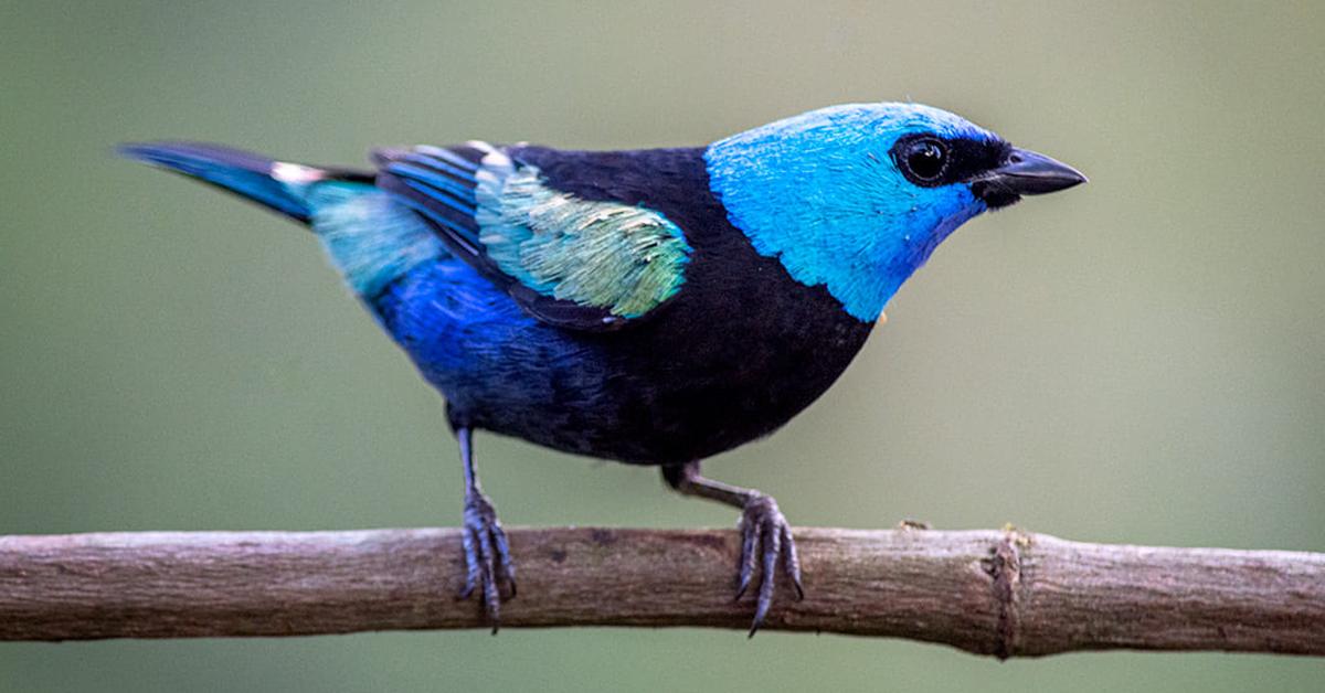 Graceful Blue Tanager, a creature with the scientific name Thraupis episcopus.